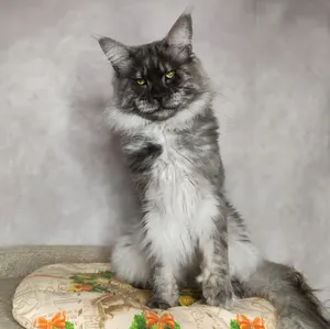 Maine Coon father Calvin - photo 2