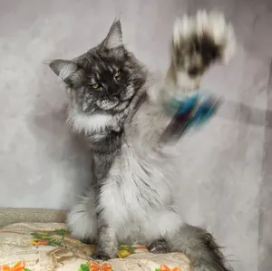 Maine Coon father Calvin