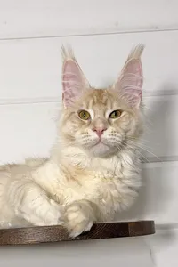 Котенок мейн-кун Hugo id 6159 Котенок мейн-кун Красный серебрянный тигровый MCO ds 23 Мальчик - фото 2